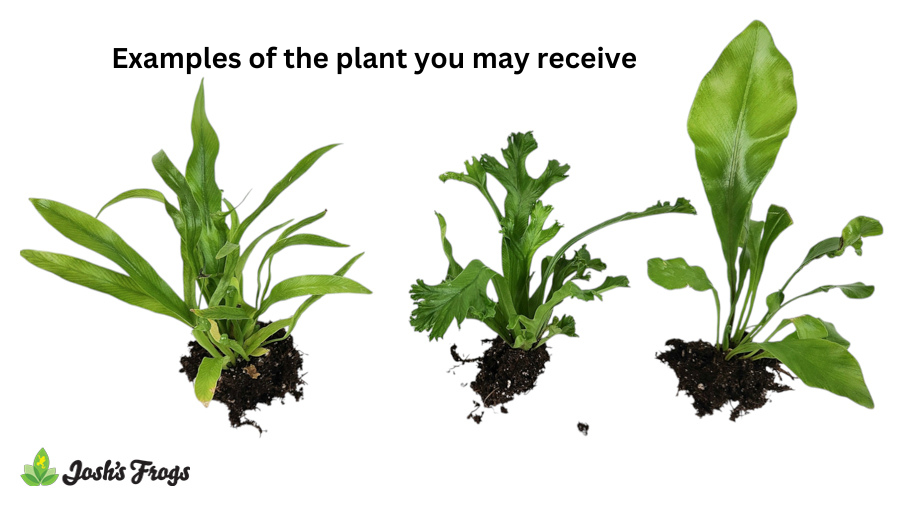 Asplenium spp. - Grower's Choice (Rooted Plug)