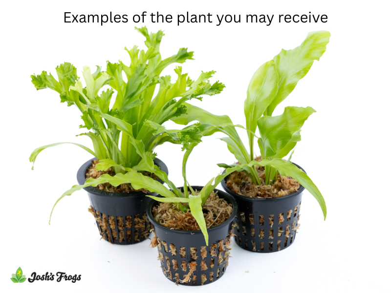 Asplenium spp. - Grower's Choice (Net Pot)