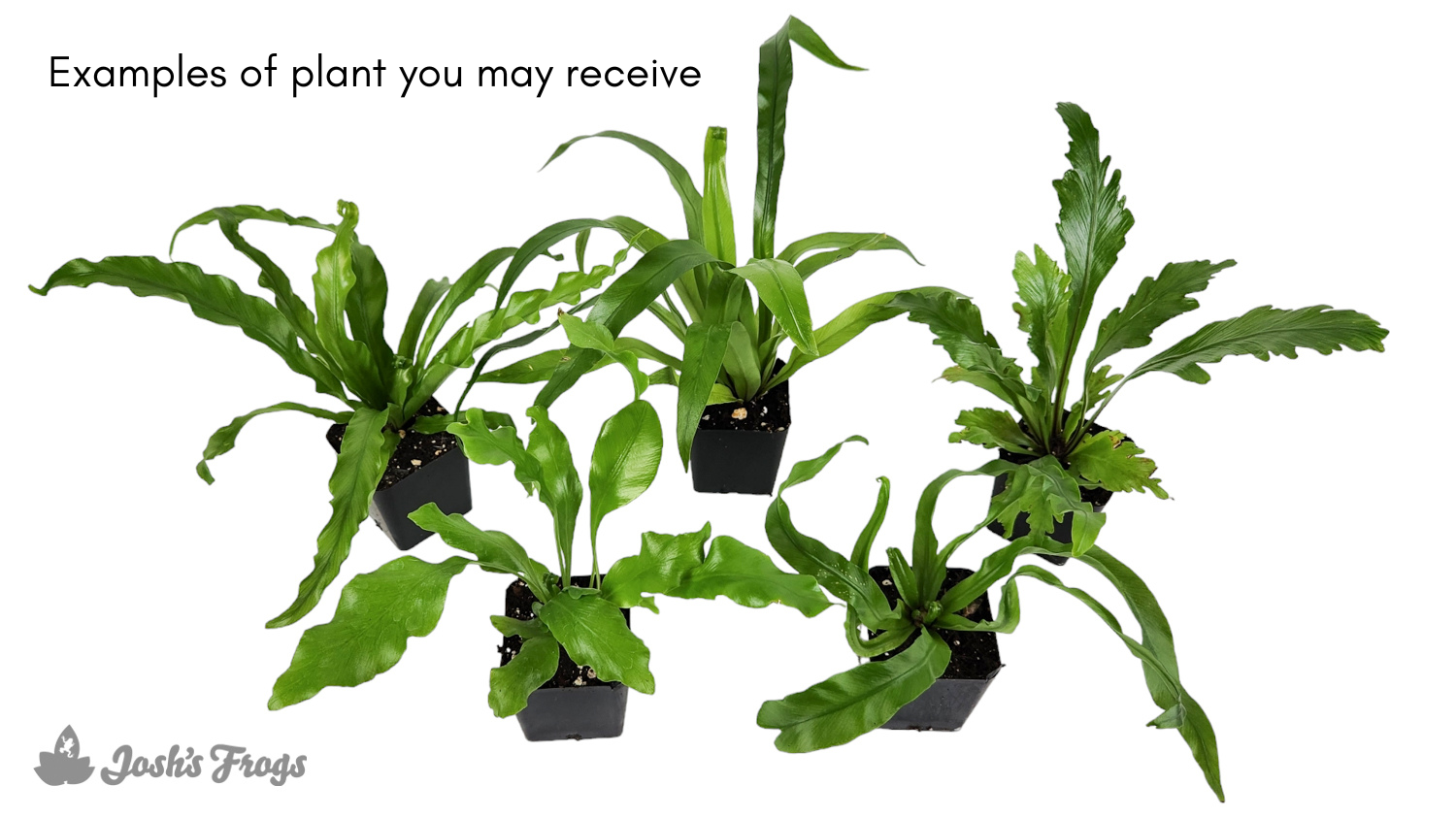 Asplenium spp. - Grower's Choice