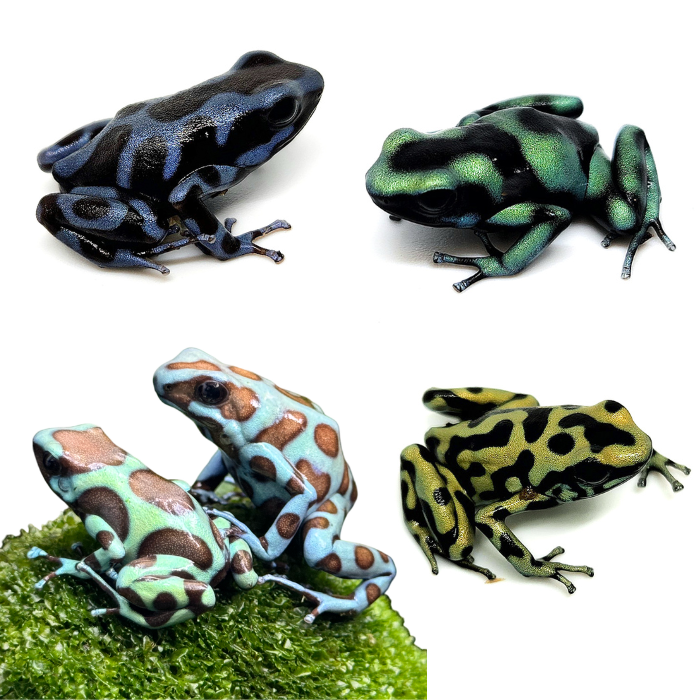 Dendrobates auratus