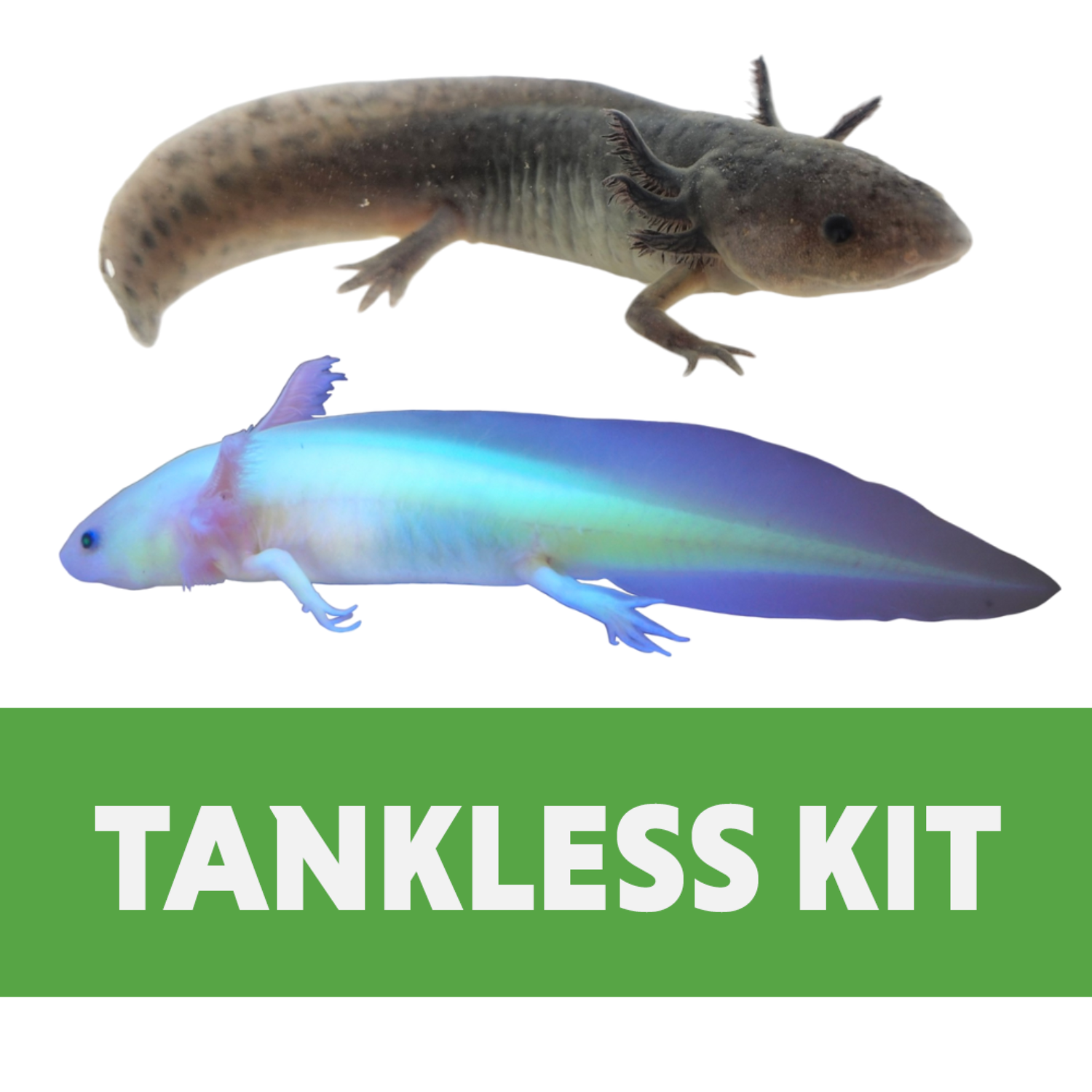 Axolotl Tankless Kit (20 gallon)