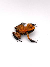 Phyllobates terribilis 'Orange Black Foot' Froglet - BFT004