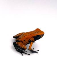 Phyllobates terribilis 'Orange Black Foot' Froglet - BFT001