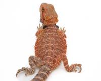 Baby Male Bearded Dragon - Pogona vitticeps 