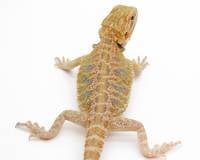 Baby Female Bearded Dragon - Pogona vitticeps 