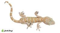 Baby T+ Albino Tokay Gecko - Gekko gecko (Captive Bred)