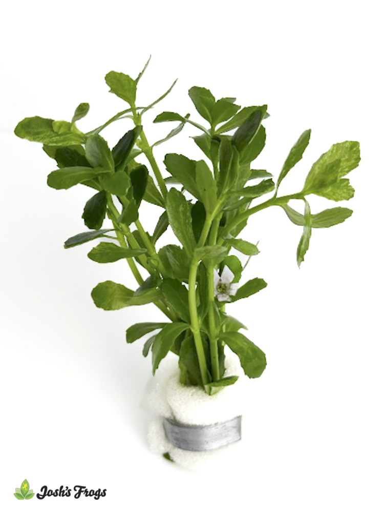 Bacopa monnieri (Bunches)
