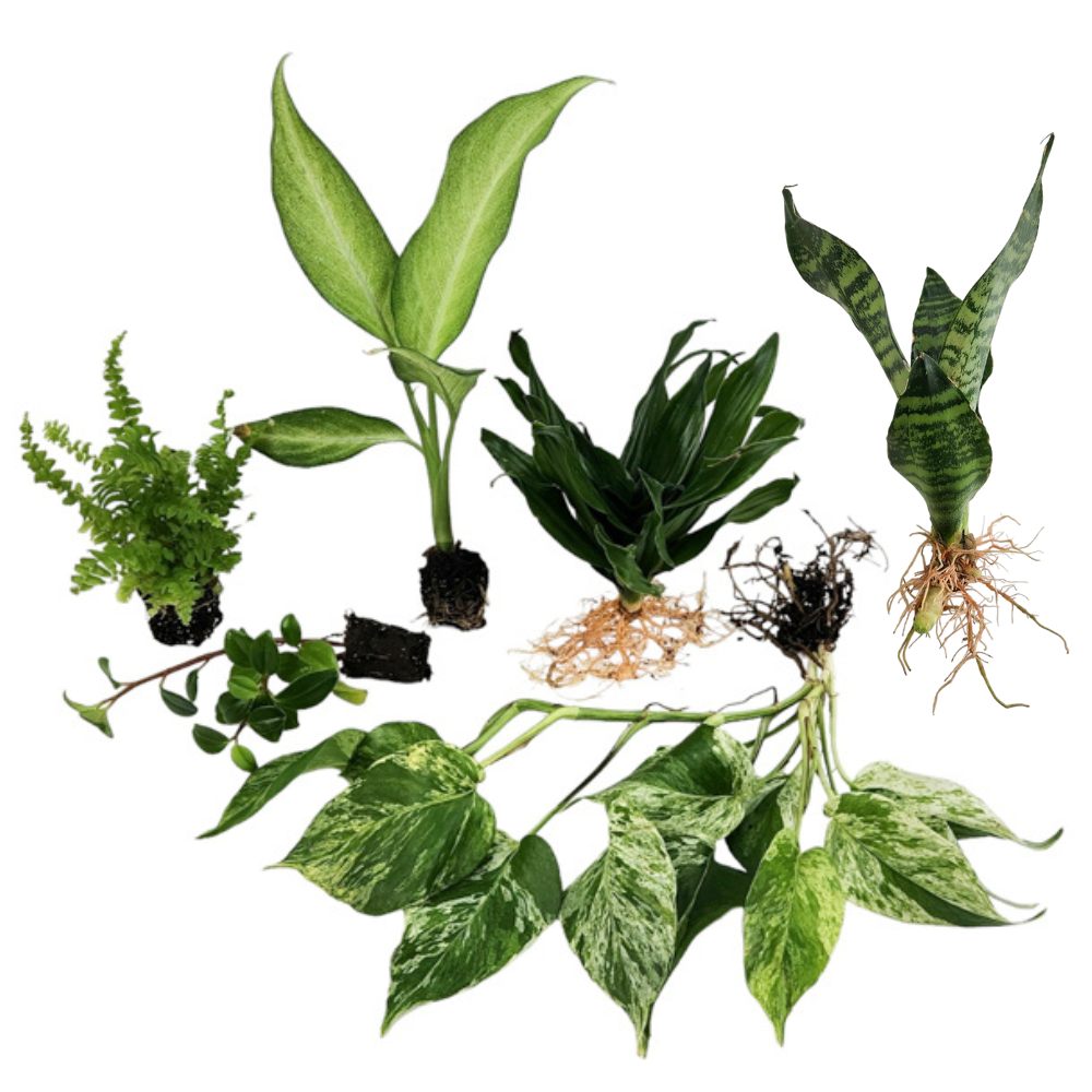 Rooted Plug/Bare Root Plants