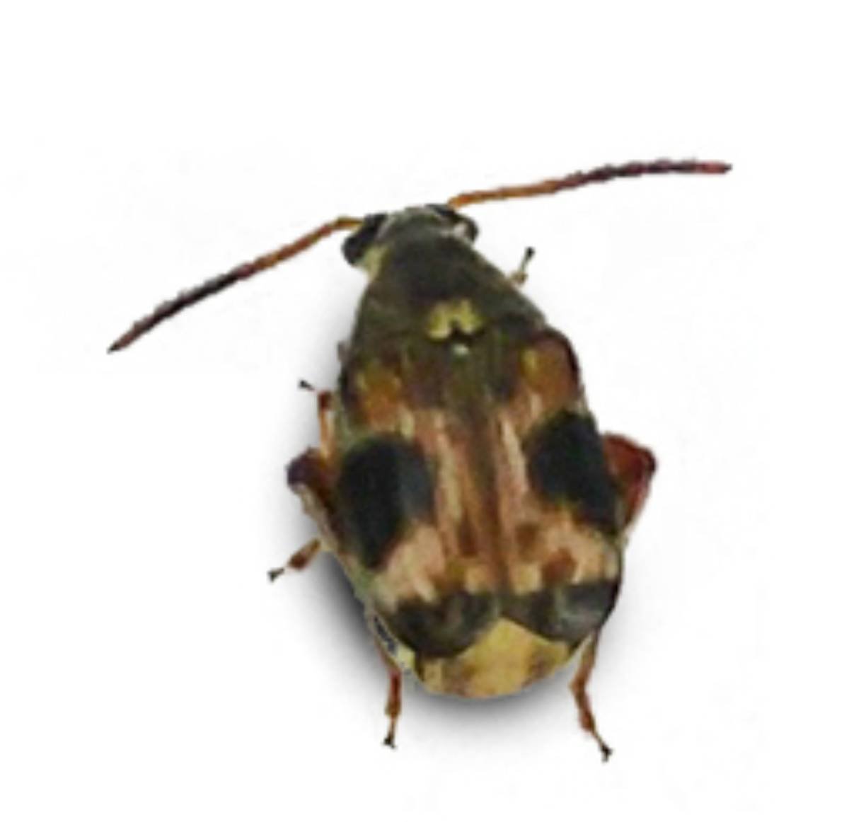 Feeder insects: Bean Beetles