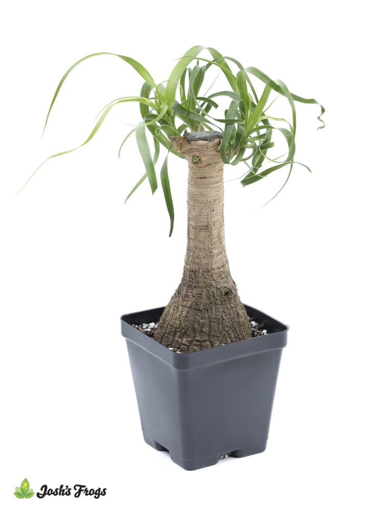 Beaucarnea recurvata 'Ponytail Palm' (4 inch pot)