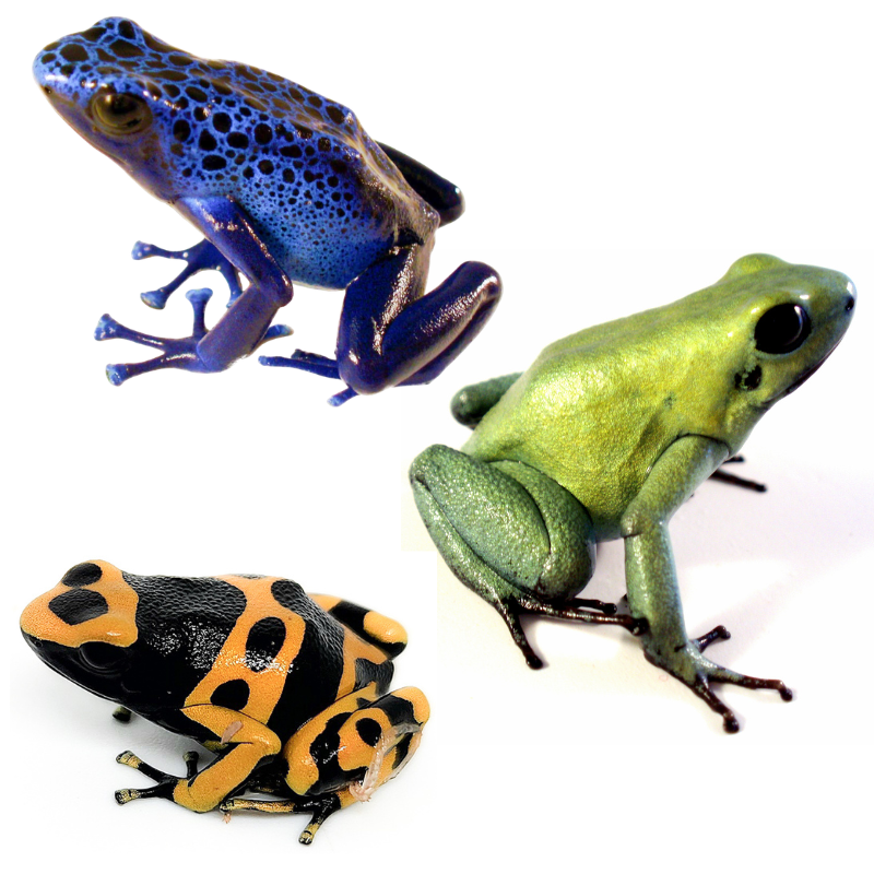 Poison Dart Frogs