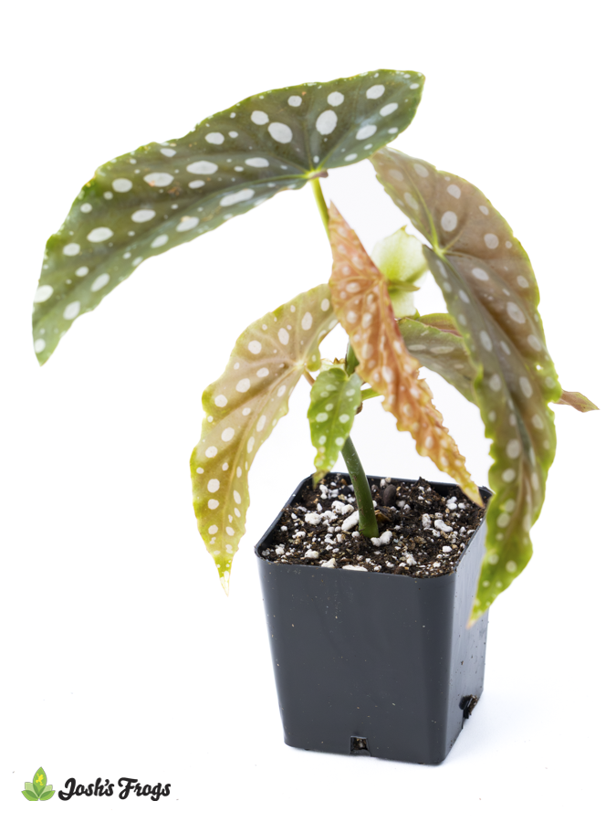 Begonia maculata 'Polka Dot Begonia'
