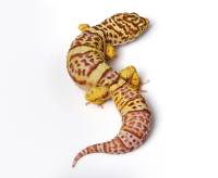 Adult Bell Albino Leopard Gecko - Eublepharis macularius (Captive Bred)