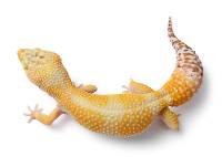 Adult Bell Sunglow Leopard Gecko - Eublepharis macularius (Captive Bred)