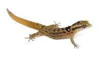 Big-Scaled Dwarf Gecko - Sphaerodactylus macrolepis | Unsexed (Captive Bred)