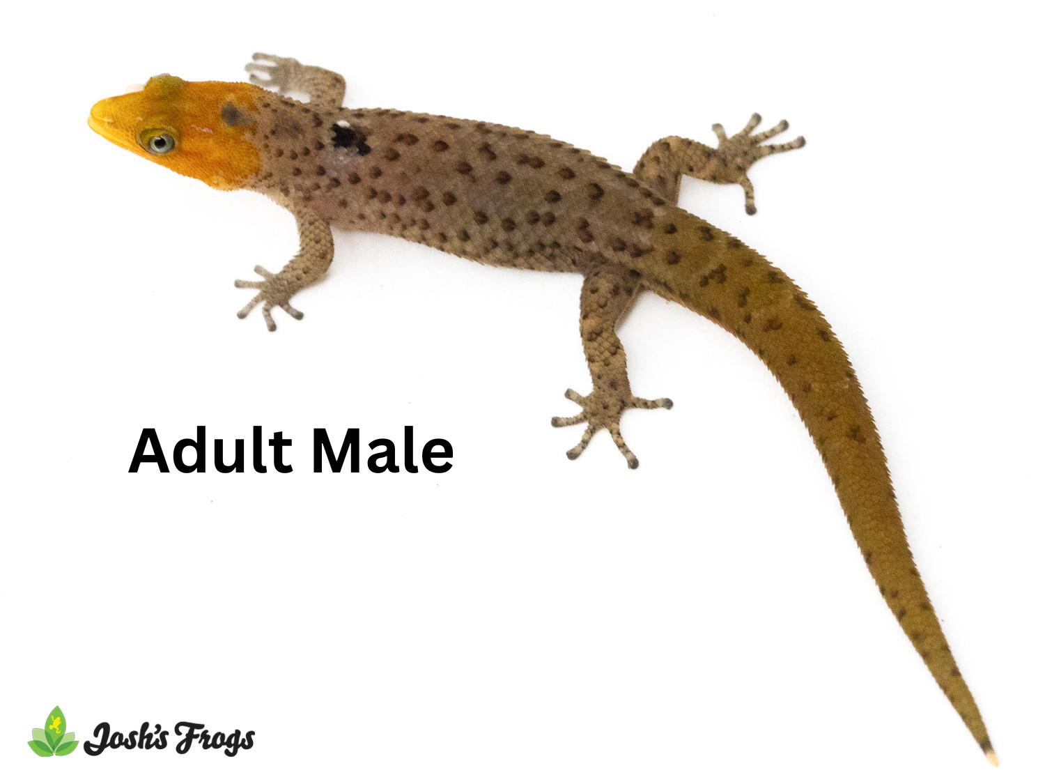 Big-Scaled Least Gecko - Sphaerodactylus grandisquamis | Unsexed (Captive Bred)