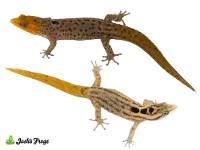 Big-Scaled Least Gecko - Sphaerodactylus grandisquamis | Sexed Pair (Captive Bred)