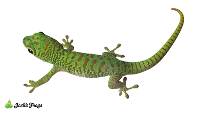 Blue Blood x Crimson Giant Day Gecko - Phelsuma grandis (Captive Bred)