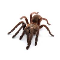 Blue Fang Skeleton Tarantula - Ephebopus cyanognathus | 1 inch (Captive Bred)