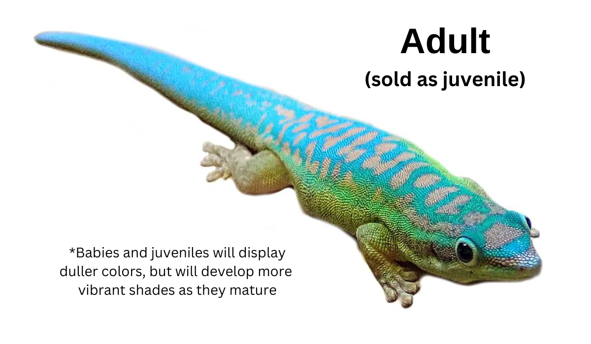 Blue-Tailed Day Gecko - Phelsuma cepediana (Captive Bred)