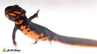 Blue-Tailed Fire-Bellied Newt - Cynops cyanurus/Hypselotriton cyanurus (Captive Bred)