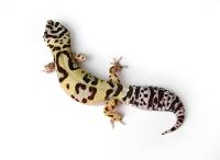 Adult Bold Jungle Leopard Gecko - Eublepharis macularius (Captive Bred)