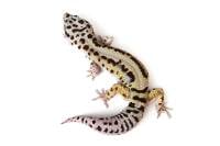 Adult Bold Stripe Leopard Gecko - Eublepharis macularius (Captive Bred)