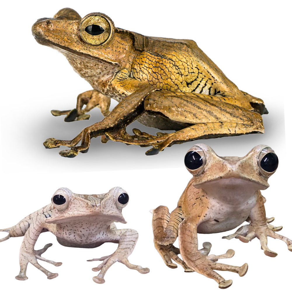 Borneo Eared Frogs