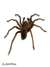 Borneo Neon Blue Leg Tarantula - Birupes simoroxigorum | 3/4 inch (Captive Bred)