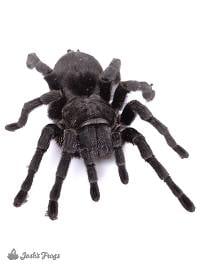 Brazilian Black Tarantula - Grammostola pulchra | 2 inch (Captive Bred)
