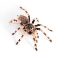 Brazilian Black and White Tarantula - Nhandu coloratovillosus | 2 inch (Captive Bred)