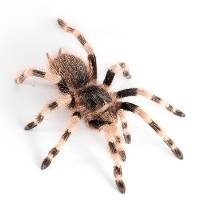 Brazilian Black and White Tarantula - Nhandu coloratovillosus | 1 inch (Captive Bred)