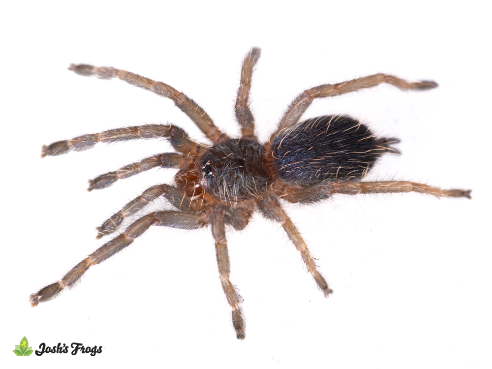 Brazilian Blue Dwarf Beauty Tarantula - Dolichothele diamantinensis (Captive Bred)