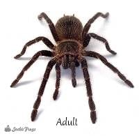 Brazilian Salmon Pink Birdeater Tarantula - Lasiodora parahybana | 1.5 inch (Captive Bred)