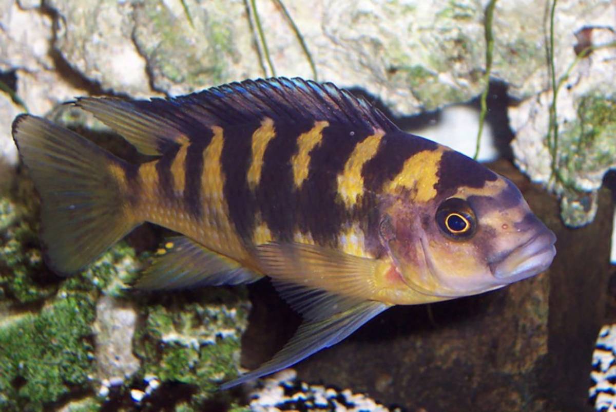 Solving aggression in African cichlids 