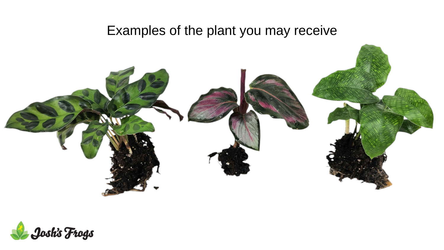Calathea spp. - Grower's Choice (Rooted Plug)