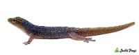 Cameroon Dwarf Gecko - Lygodactylus conraui (Captive Bred)