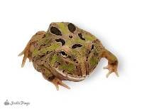 Camouflage Pac-Man Frog - Ceratophrys cranwelli (Captive Bred)