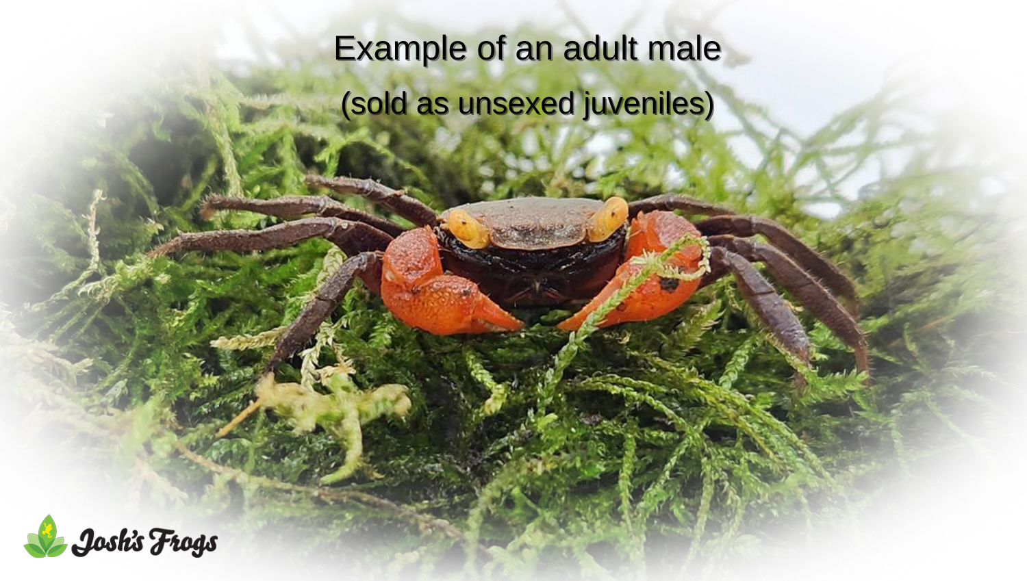 Rainbow Vampire Crab - Geosesarma rouxi (Captive Bred)