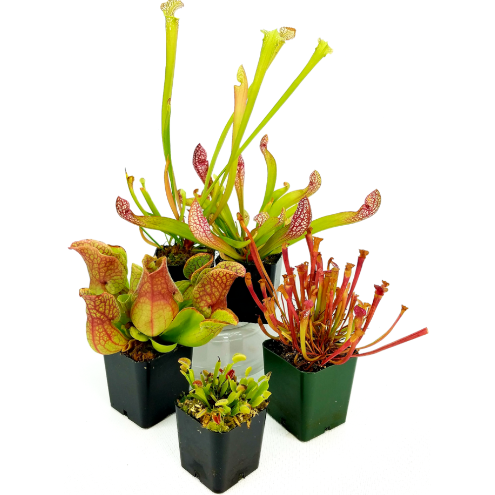 Carnivorous Plants