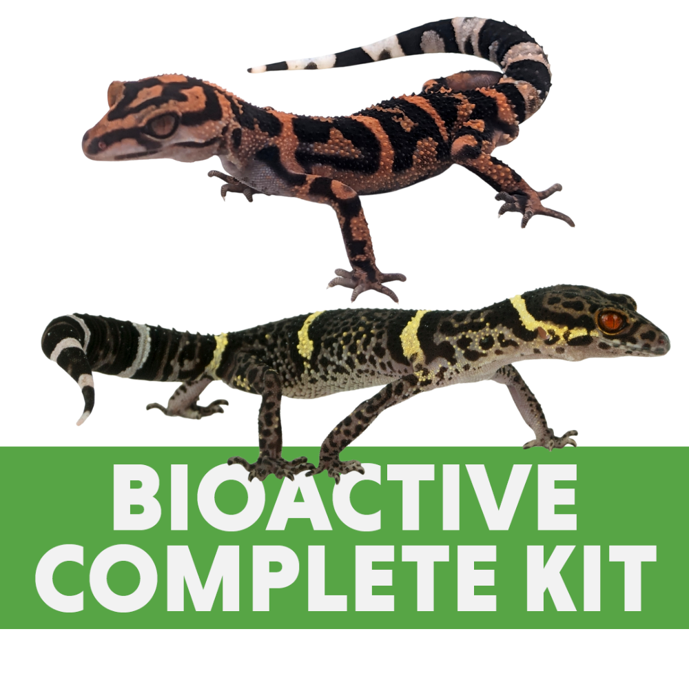 Cave Gecko Bioactive Complete Kit (24x18x18)