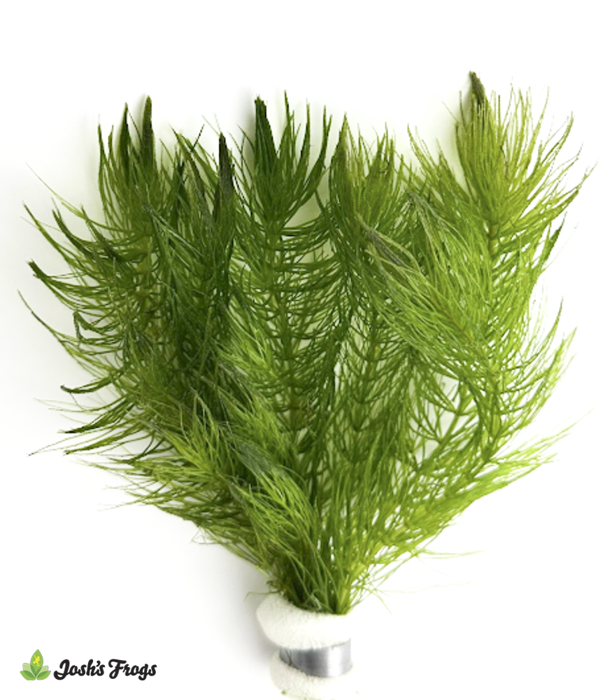 Ceratophyllum demersum (Bunches)