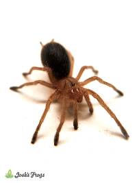 Chilean Rose Hair Tarantula ‘Red Color Form’ - Grammostola rosea 'RCF'  | 3/4 inch (Captive Bred)