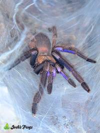 Electric Blue Earth Tiger Tarantula - Chilobrachys natanicharum | 1 inch (Captive Bred)