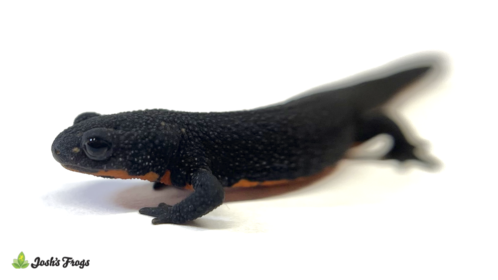 Chinese Fire-bellied Newt - Hypselotriton orientalis (Captive Bred)