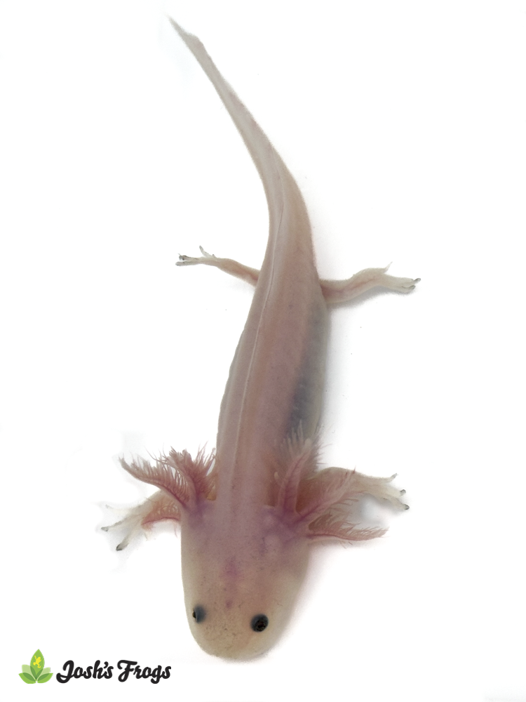 Classic Pink Leucistic Axolotl - Ambystoma mexicanum | 3-5 inch (Captive Bred)