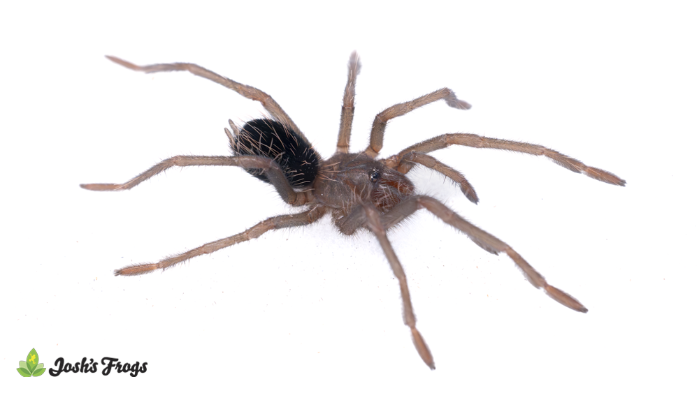 Colombian Lesser Black Tarantula - Xenesthis immanis | 1.5 inch (Captive Bred)