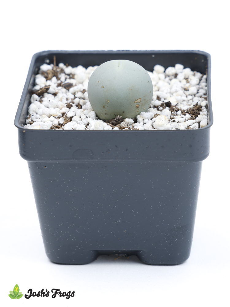Conophytum calculus 'Marble Buttons'