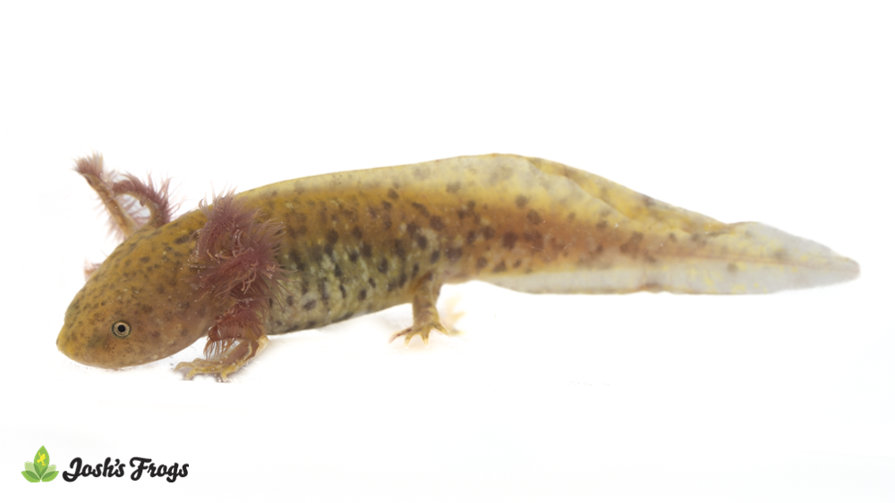 Copper Axolotl - Ambystoma mexicanum | 3-5 inch (Captive Bred)
