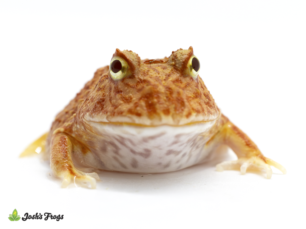 Curated visual reference: Picture Idea: Coral Blaze Pac Man Frog